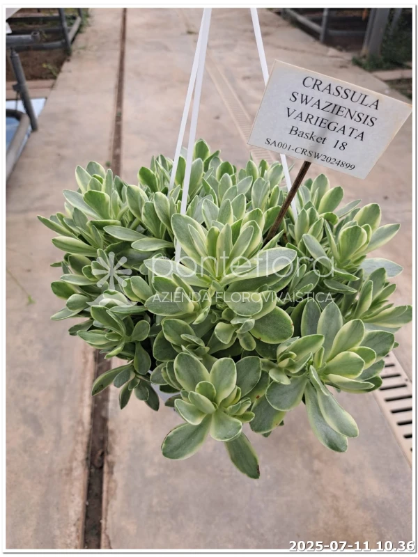 Crassula Swaziensis Variegata V. 20 cm H. 30 cm - Azienda Florovivaistica Ponteflora Di Pisapia Antonio