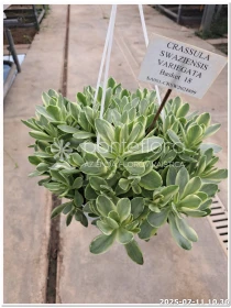 Crassula Swaziensis Variegata V. 20 cm H. 30 cm - Azienda Florovivaistica Ponteflora Di Pisapia Antonio