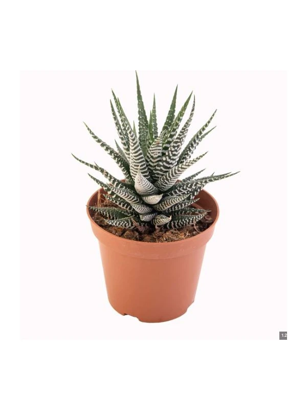 Haworthia mix V. 6 cm H. 10 cm - Azienda Florovivaistica Ponteflora Di Pisapia Antonio