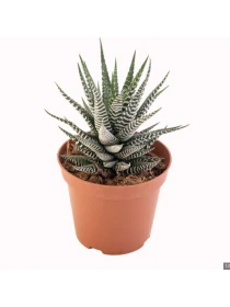 Haworthia mix V. 6 cm H. 10 cm - Azienda Florovivaistica Ponteflora Di Pisapia Antonio
